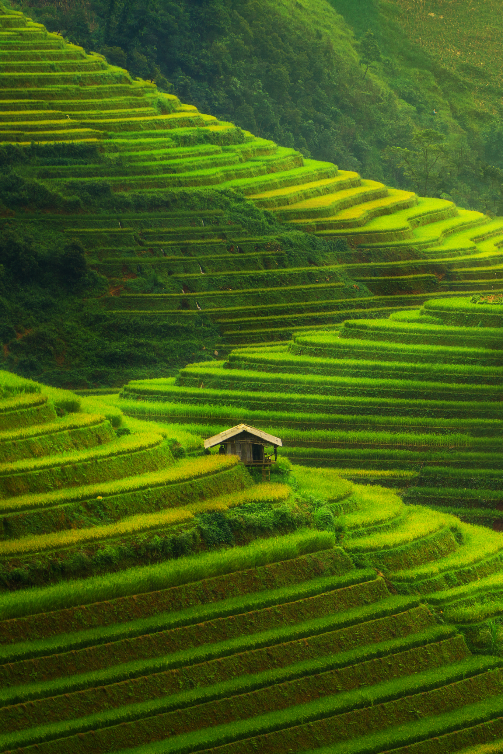 Terraced rice field landscape near Sapa in Vietnam. Mu Cang Chai Rice Terrace Fields stretching across the mountainside, layer by layer reaching up as endless, with about 2,200 hectares of rice terraces, of which 500 hectares of terraces of 3 communes such as La Pan Tan, Che Cu Nha and Ze Xu Phinh.